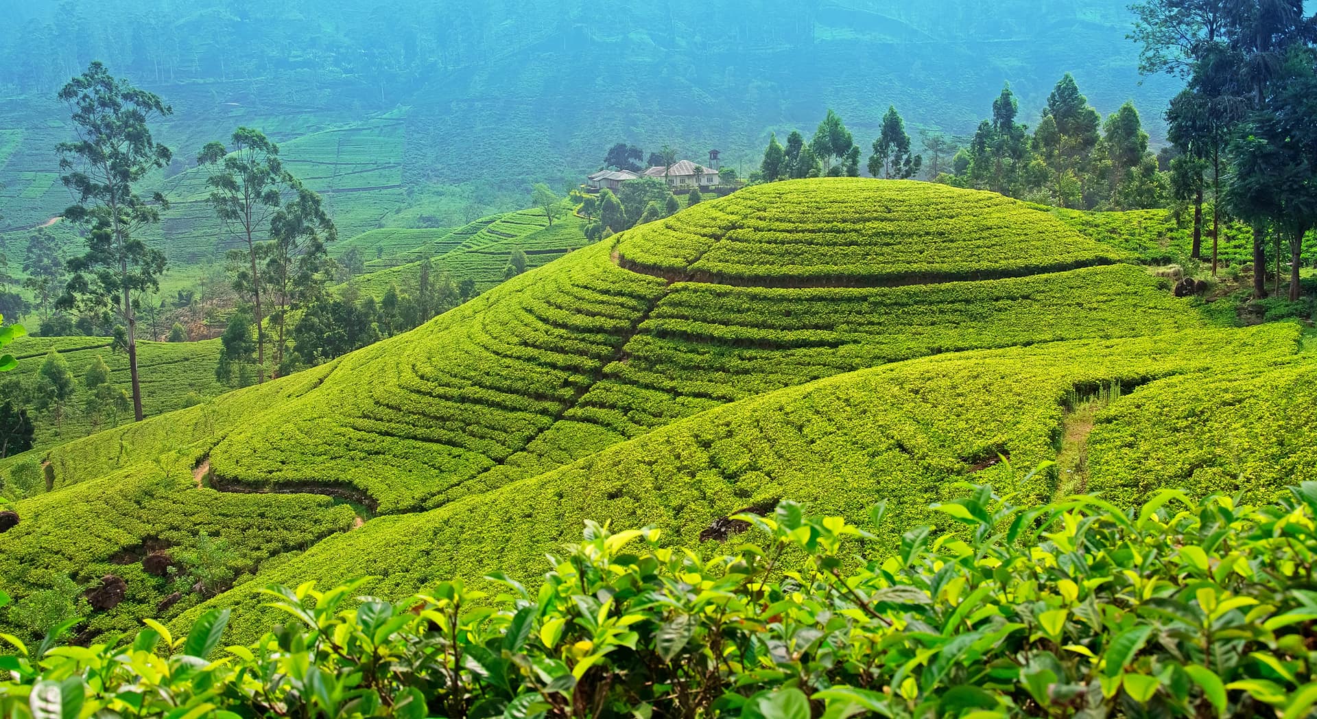 Adam's Peak Season: When to Climb Sri Pada — Sri Lanka travel story by Lankan Stays & Trails