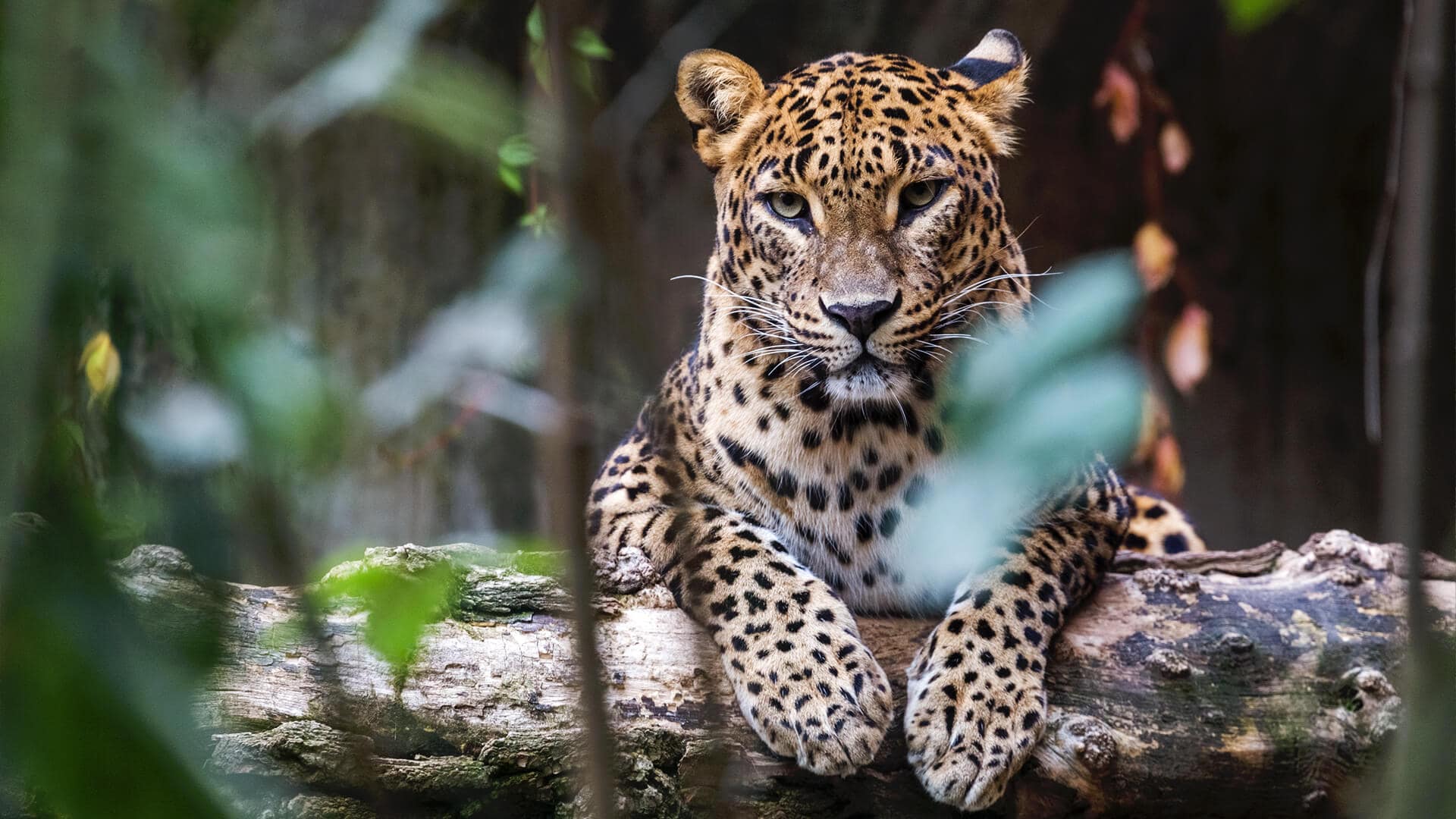Kirinda & the Deep South: Yala's Quiet Doorstep — Sri Lanka travel story by Lankan Stays & Trails