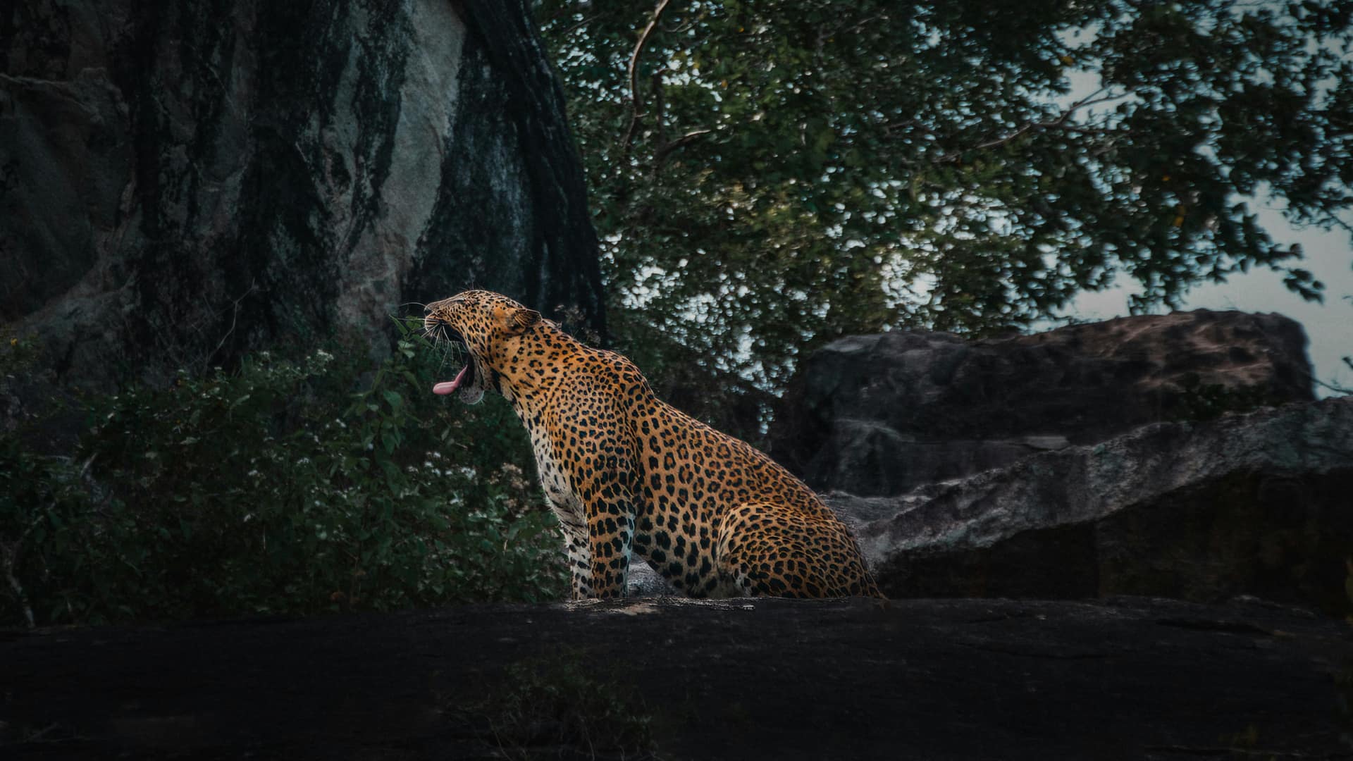 Sacred Peaks to Southern Beaches: The 5-Day Tour, Day by Day — Sri Lanka travel story by Lankan Stays & Trails