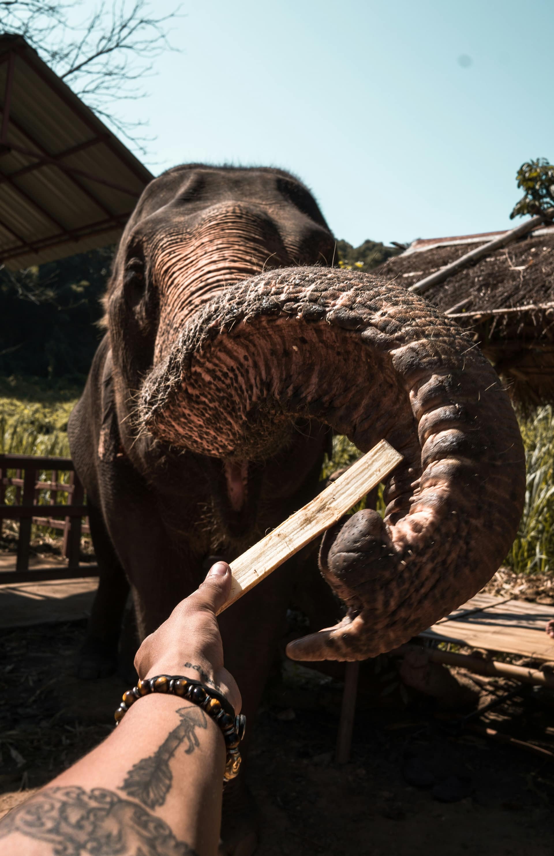 Solo Female Travel in Sri Lanka: An Honest Guide — Sri Lanka travel story by Lankan Stays & Trails