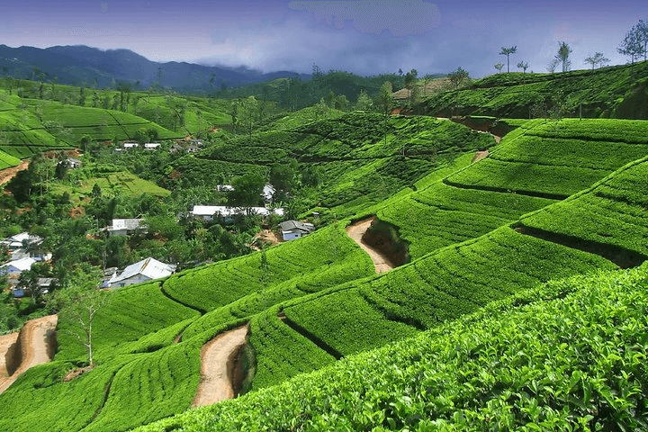 Riverston & Mini World's End: The Knuckles Without the Permit — Sri Lanka travel story by Lankan Stays & Trails