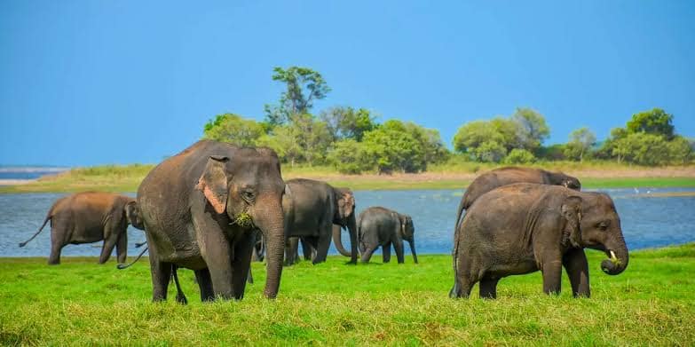 Yala vs Wilpattu: Which Safari Park Should You Choose? — Sri Lanka travel story by Lankan Stays & Trails