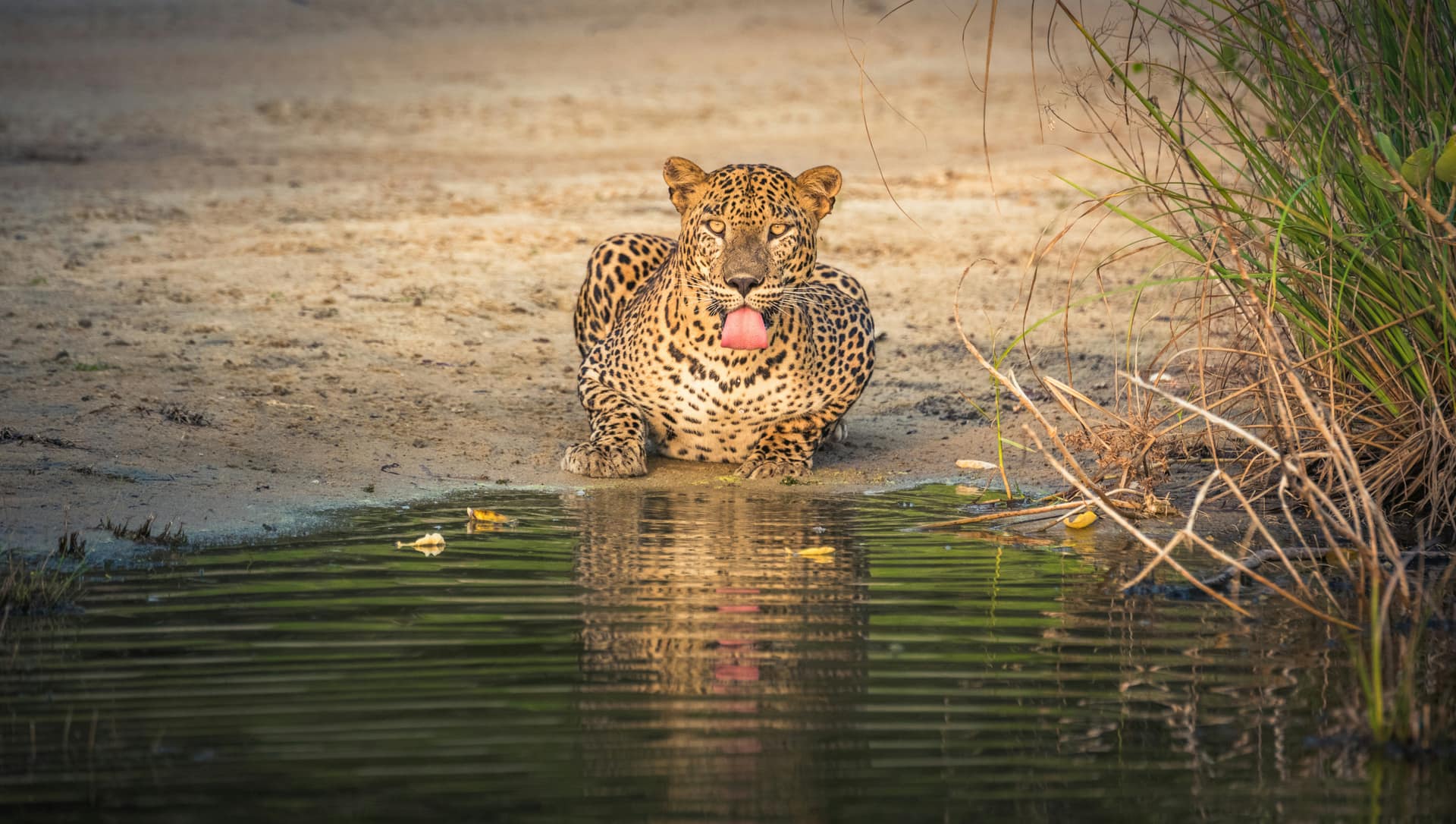 Wilpattu and Anuradhapura in 5 Days: Leopards and an Ancient Capital — Sri Lanka travel story by Lankan Stays & Trails
