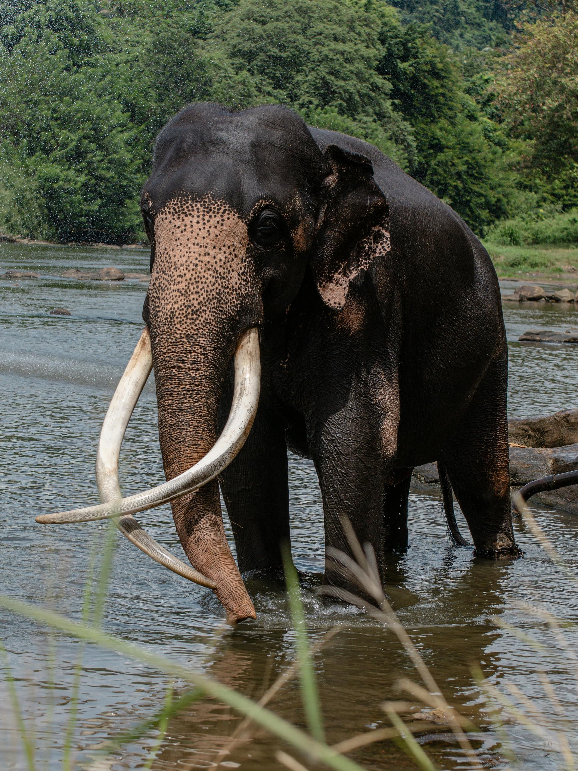 Yala and Udawalawe in 5 Days: Elephants, Leopards and Two Parks — Sri Lanka travel story by Lankan Stays & Trails
