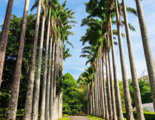 Peradeniya Botnical Garden Sri Lanka