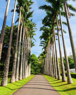 Peradeniya Botnical Garden Sri Lanka