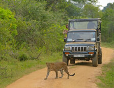 Safari Yala Sri Lanka