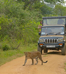 Safari Yala Sri Lanka