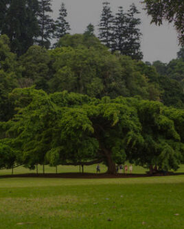 Sri Lanka Tour Itinerary Peradeniya Botnical Garden