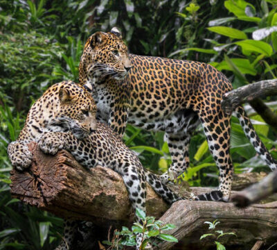 Sri Lanka’s Northern Wildlife and Wellness Escape