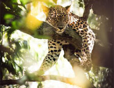 Wilpattu National Park