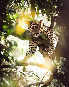 Wilpattu National Park
