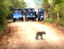 Wilpattu Tour Specialist Sri Lanka