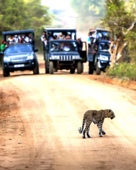 Wilpattu Tour Specialist Sri Lanka