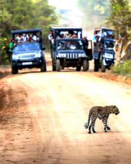 Wilpattu Tour Specialist Sri Lanka
