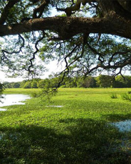 Anawilundawa-wetland-Sanctuary-in-Sri-Lanka