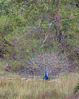 Biodiversity-Sri-Lanka