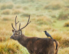 Horton-Plains-Sri-Lanka