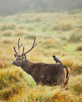 Horton-Plains-Sri-Lanka