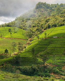 Lush-Tea-Estate-Sri-Lanka