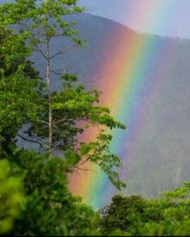Sinharaja-Rain-Forest-Rainbow-Sri-Lanka