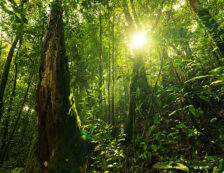 Sinharaja Rain Forest