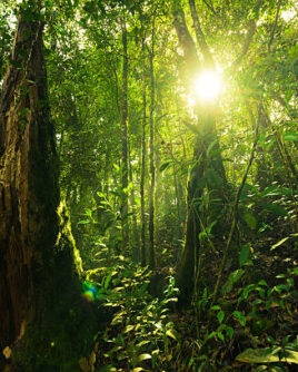 Sinharaja Rain Forest