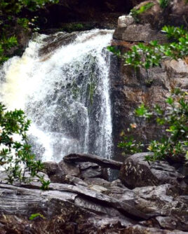 Sinharaja-Tour-Package-Sri-Lanka
