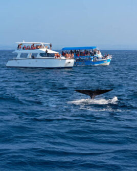 Sri Lanka 8 Days Coastal Adventures and Iconic Landscapes