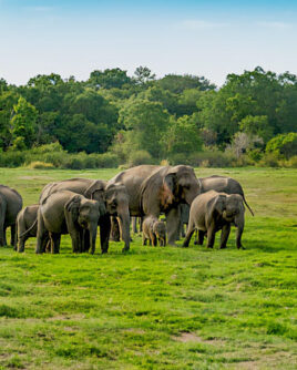 Udawalawa National Park Elephants Sri Lanka