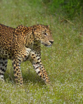 Wilpattu-National-Park-Sri-Lanka