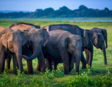 Wilpattu National Park Sri Lanka