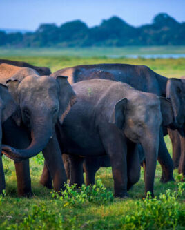 Wilpattu National Park Sri Lanka